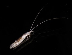 Triplectides obsoletus