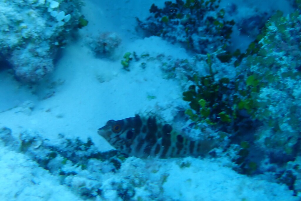 Twinspot Hawkfish