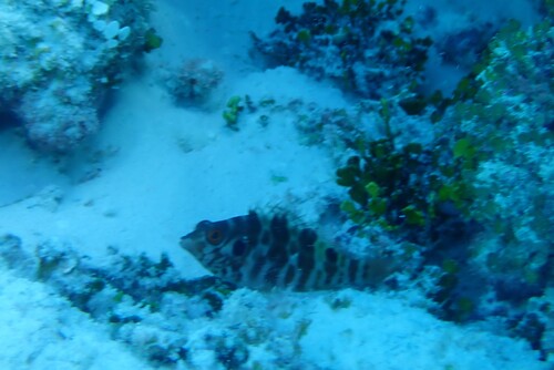 Amblycirrhitus bimacula observed 2026-05-13