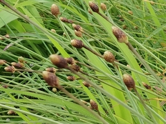 Fimbristylis tetragona