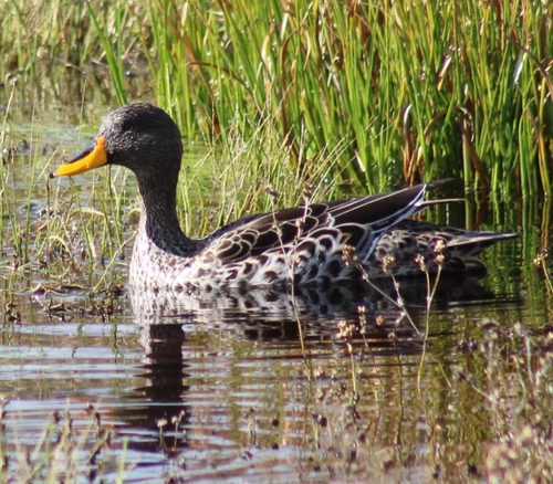 iNaturalist: (c) eugenevs, some rights reserved (CC BY-NC), uploaded by eugenevs iNaturalist image