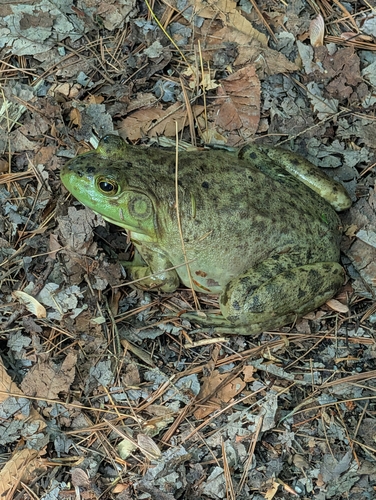 Nordamerikanischer Ochsenfrosch
