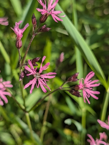 ragged-robin