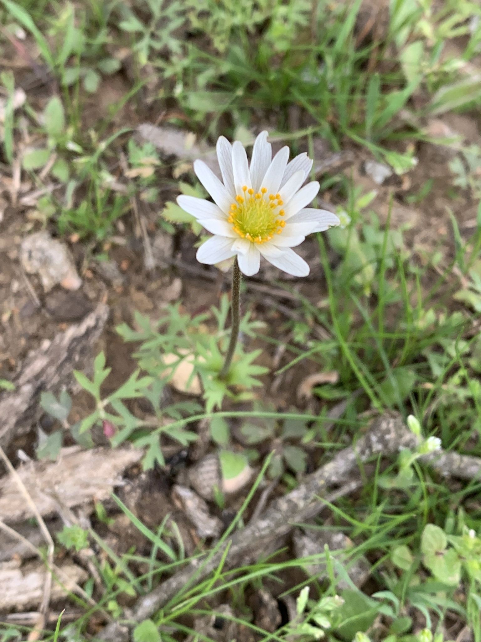 Anemone caroliniana