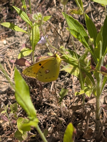 Clouded Yellow