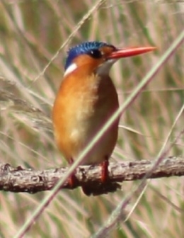 iNaturalist image