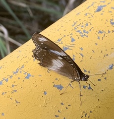 Hypolimnas bolina nerina