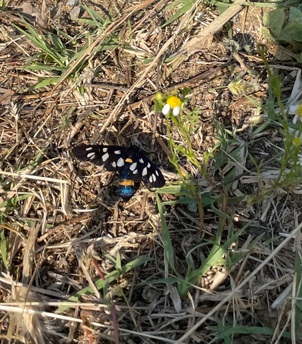 Amata marjana