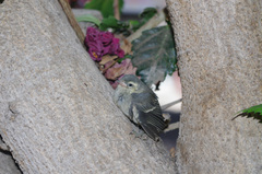 Conirostrum cinereum