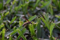 Polistes chinensis