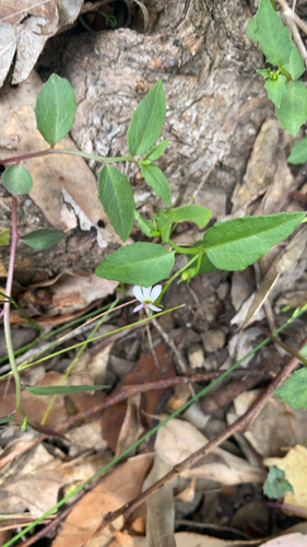 Lobelia purpurascens 2