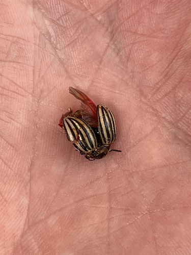 Colorado Potato Beetle