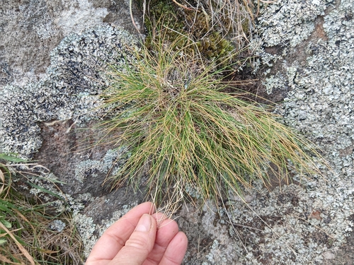 Poa colensoi observed 2026-05-27