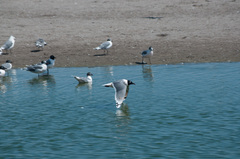 Leucophaeus pipixcan