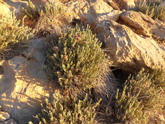 Teucrium mascatense