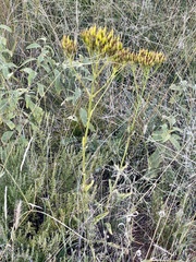 Kalanchoe paniculata