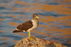 Larus belcheri