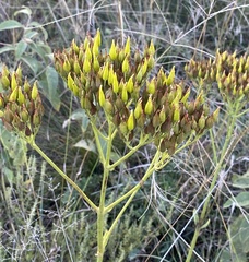 Kalanchoe paniculata