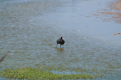 Fulica ardesiaca