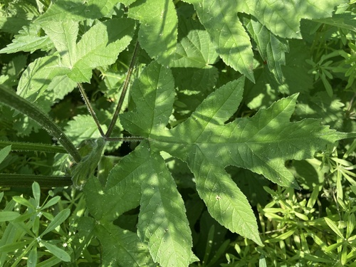 hogweed