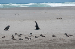 Haematopus palliatus