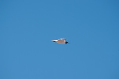 Leucophaeus pipixcan