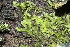 Lophocolea semiteres