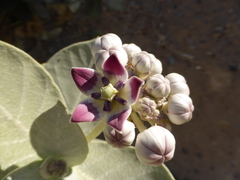 Calotropis procera