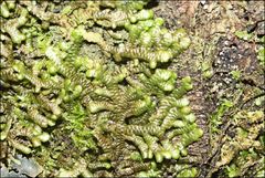 Frullania clavata