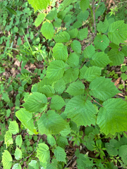 Corylus sieboldiana, photograph (c) Tatyana Petrenko, some rights reserved (CC BY)