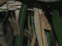 Erionota thrax