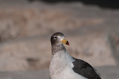 Larus belcheri