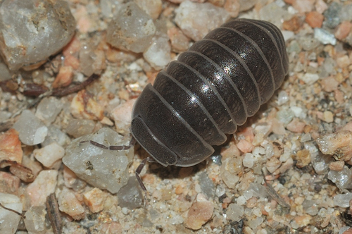 Armadillo officinalis