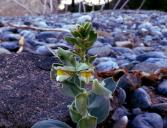 Schweinfurthia papilionacea