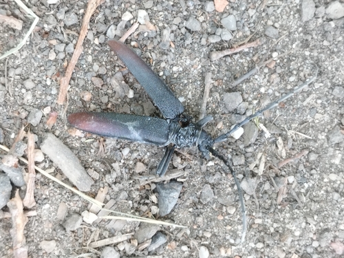 Great capricorn beetle