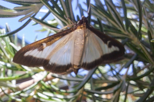 Box Tree Moth