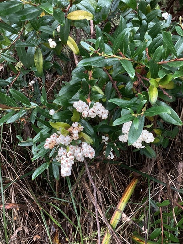 Gaultheria appressa observed 2026-05-23
