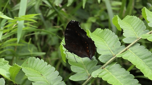 Brown Pansy