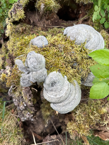 Hoof Fungus