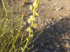 Ochradenus aucheri