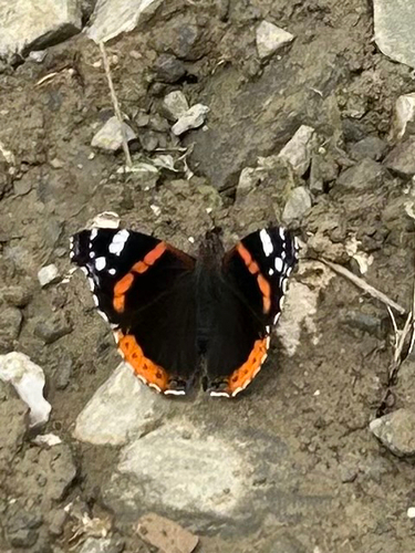 Red Admiral