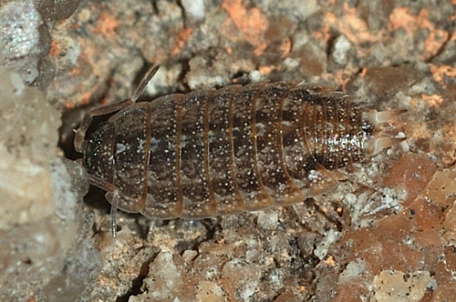 Acaeroplastes melanurus