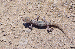 Phyllodactylus gerrhopygus