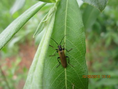 Cantharis quadripunctata