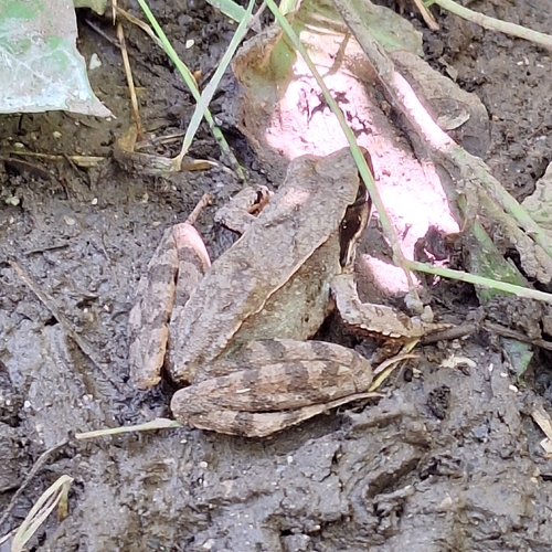 Italian Agile Frog