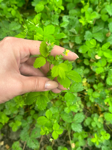 Potentilla centigrana, photograph 2