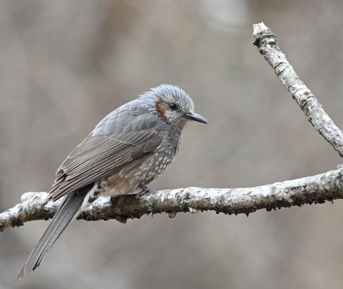 Brown-eared Bulbul, photo 4 of 7