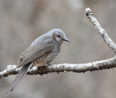Brown-Eared Bulbul photo 4