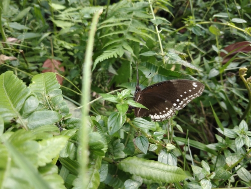 Great Eggfly