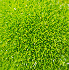 Colobanthus quitensis